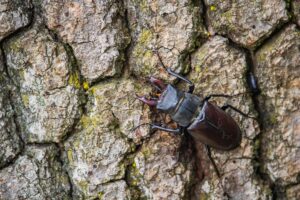 stag beetle 6394538 1920