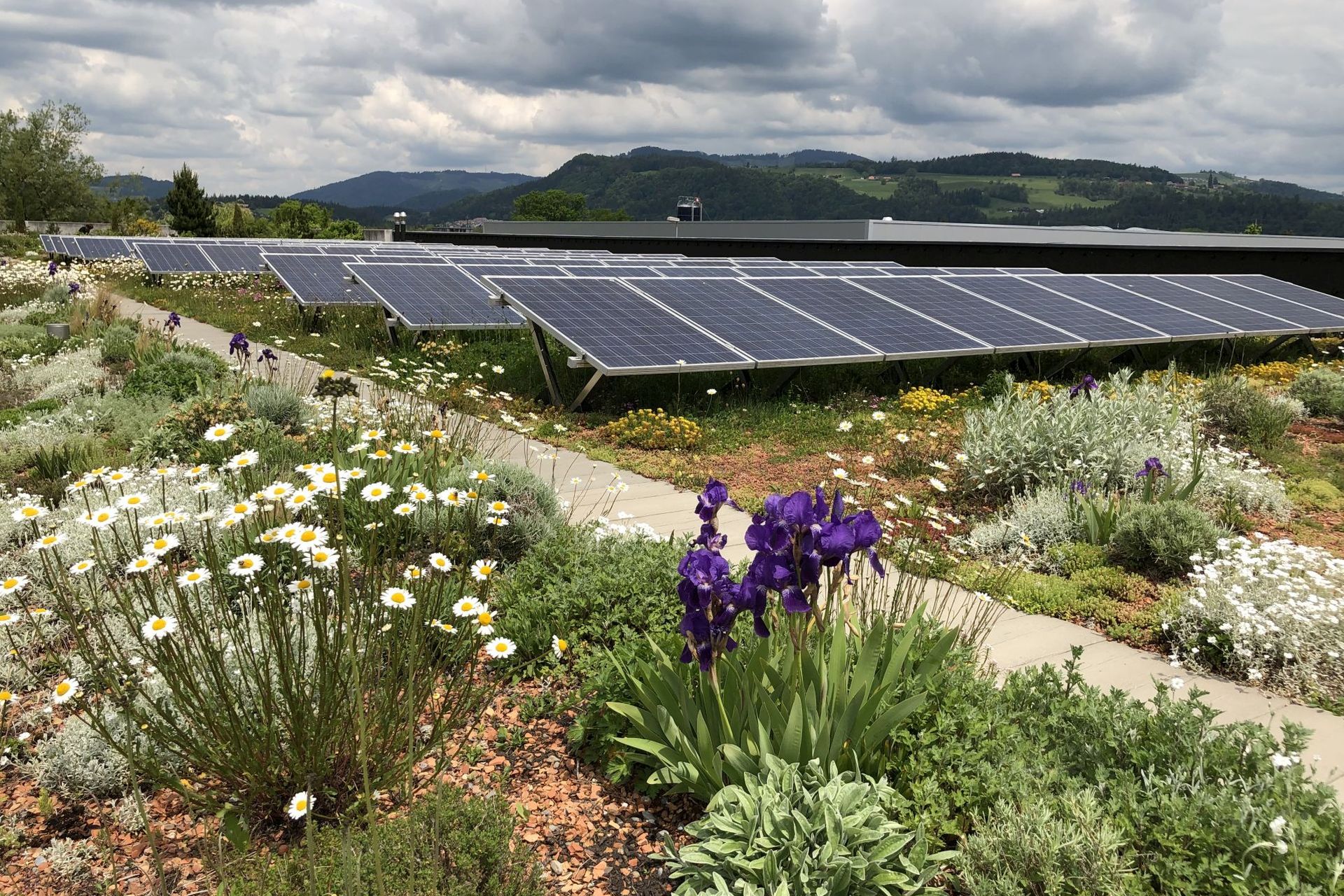 Contec.greenlight EnergieGrünDach 1920 1280