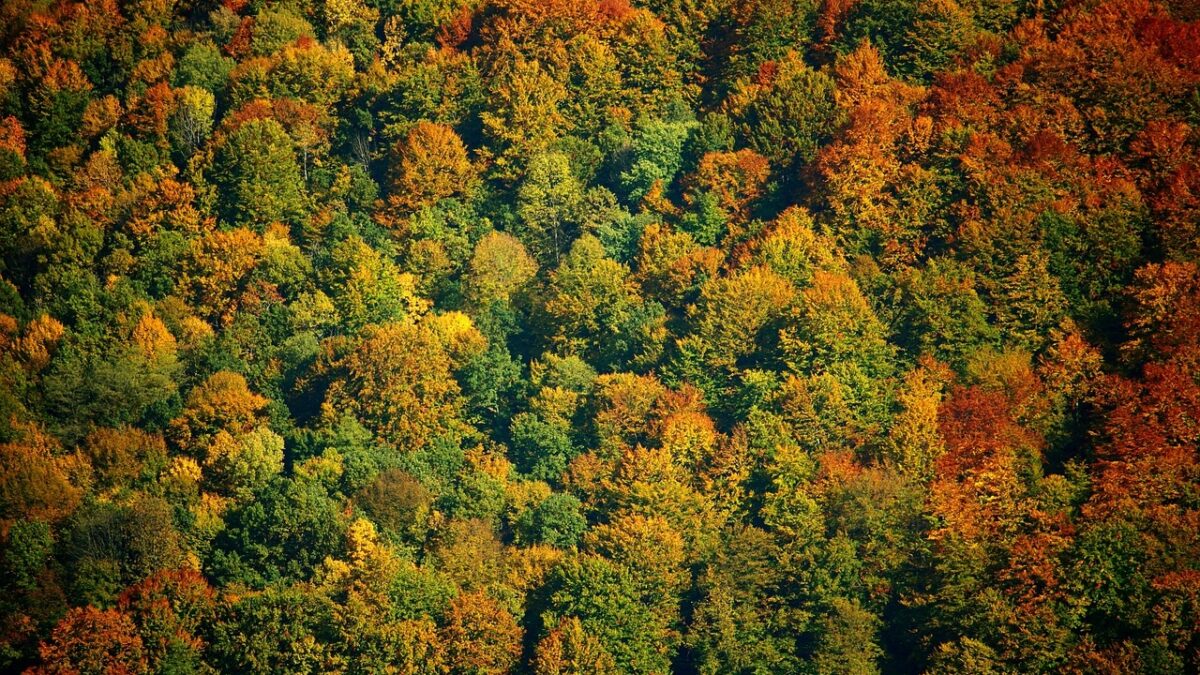 autumn forest