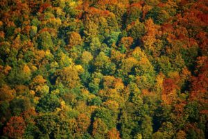 autumn forest