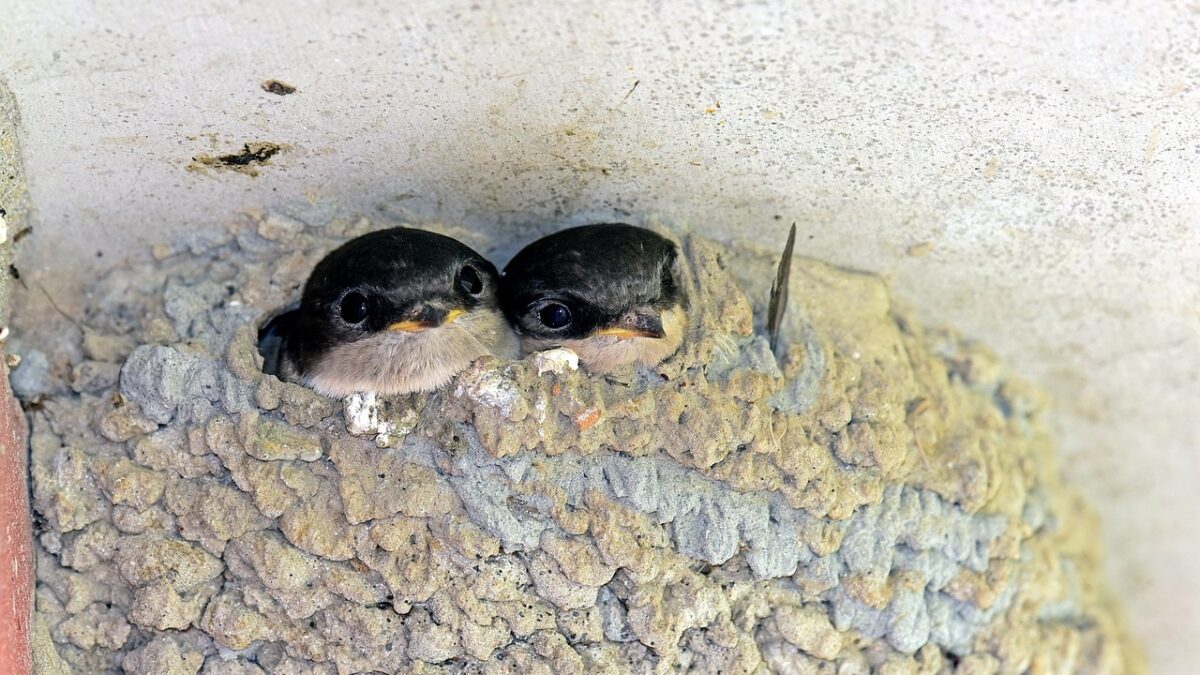 house martins 1646084 1280 pixabay