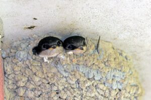 house martins 1646084 1280 pixabay