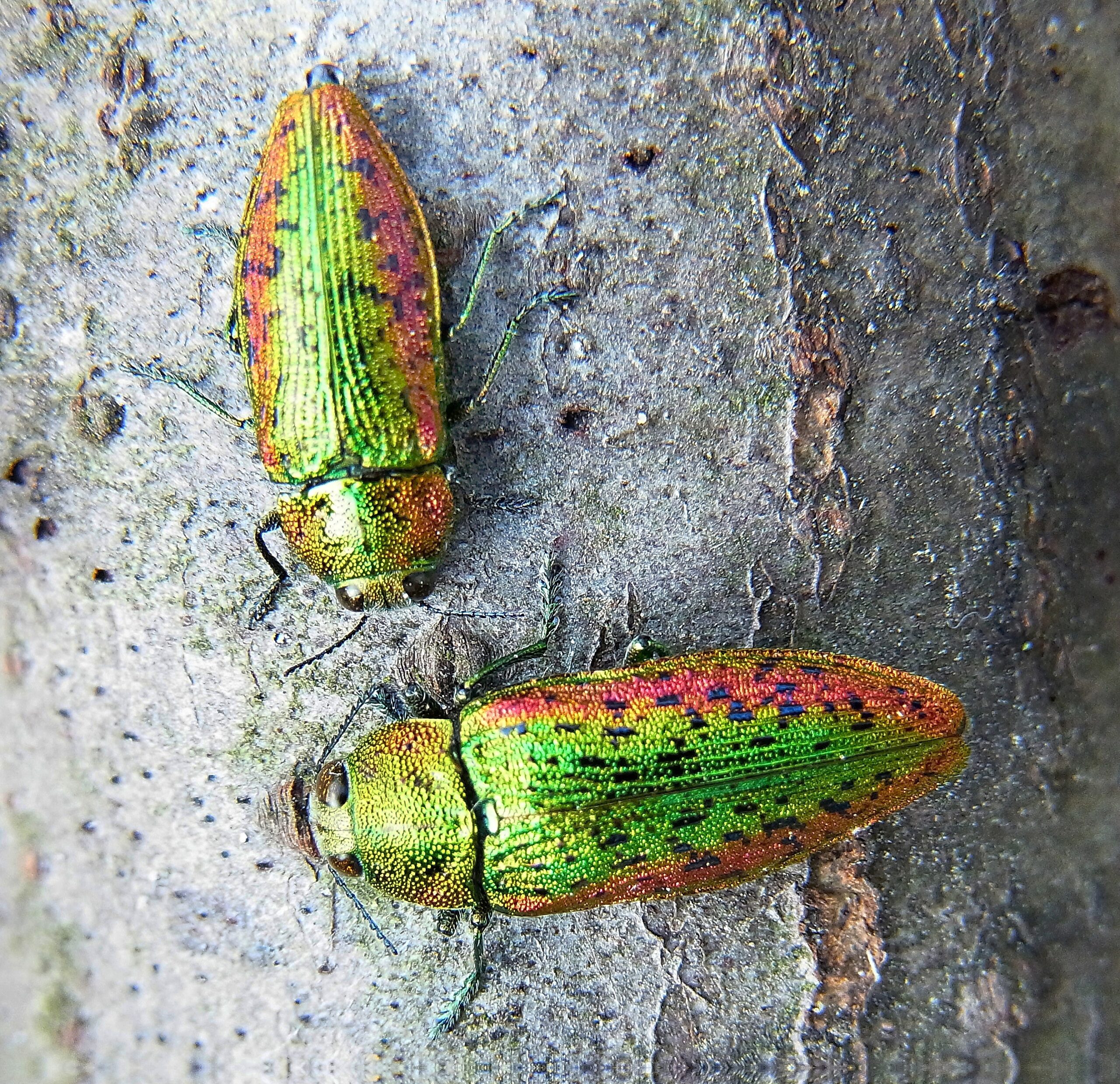 Bild 1 Lamprodila rutilans pair