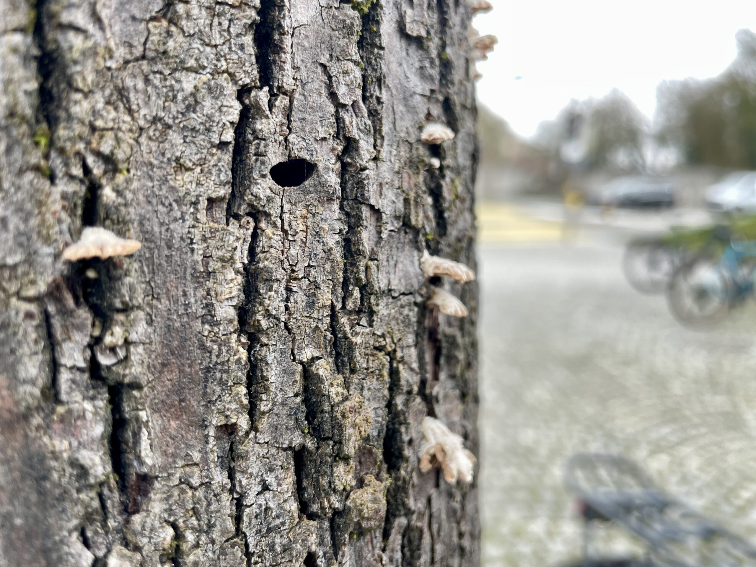 Bild 6 Lindenprachtkäfer Loch