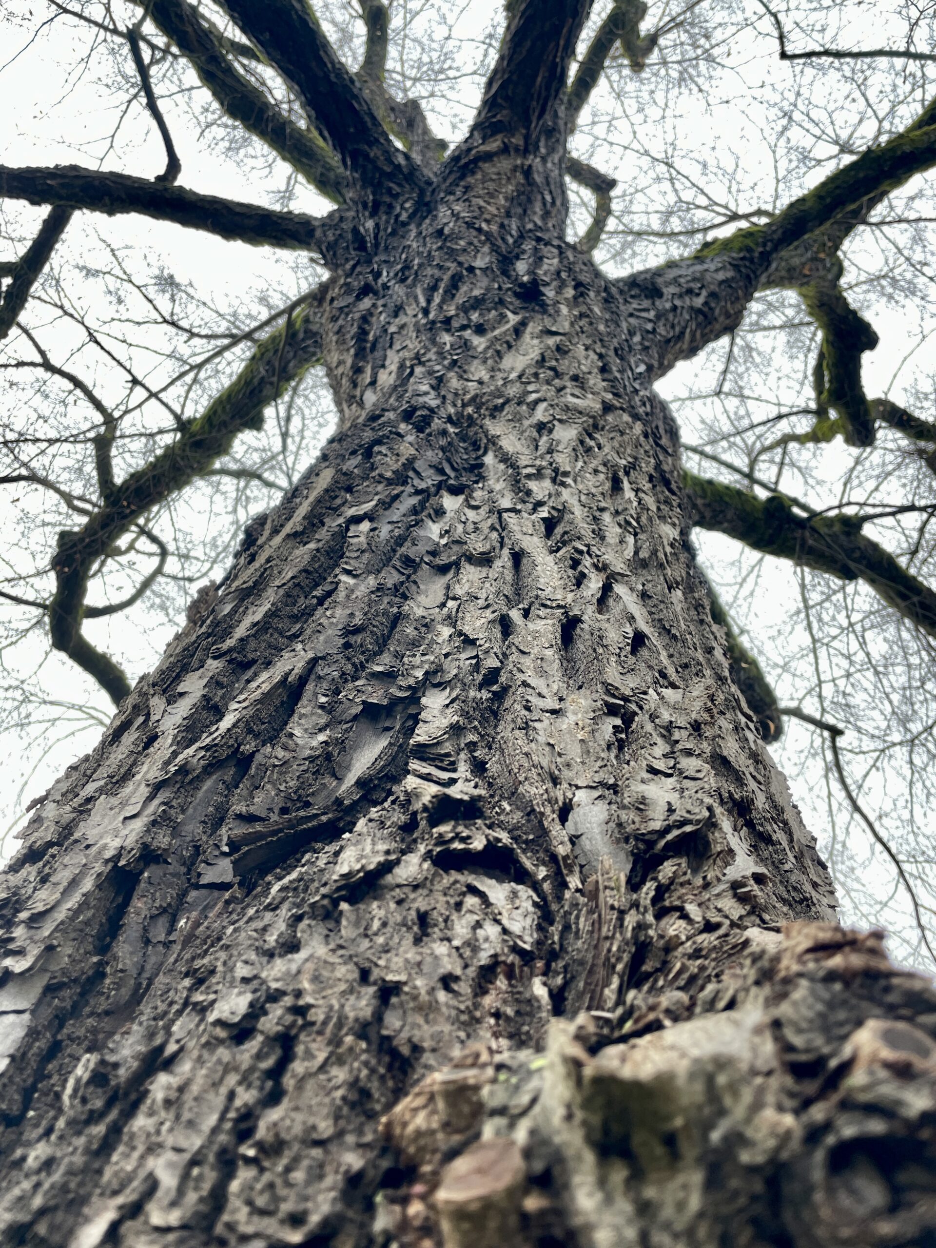 Bild 7 Alte gesunde Linde