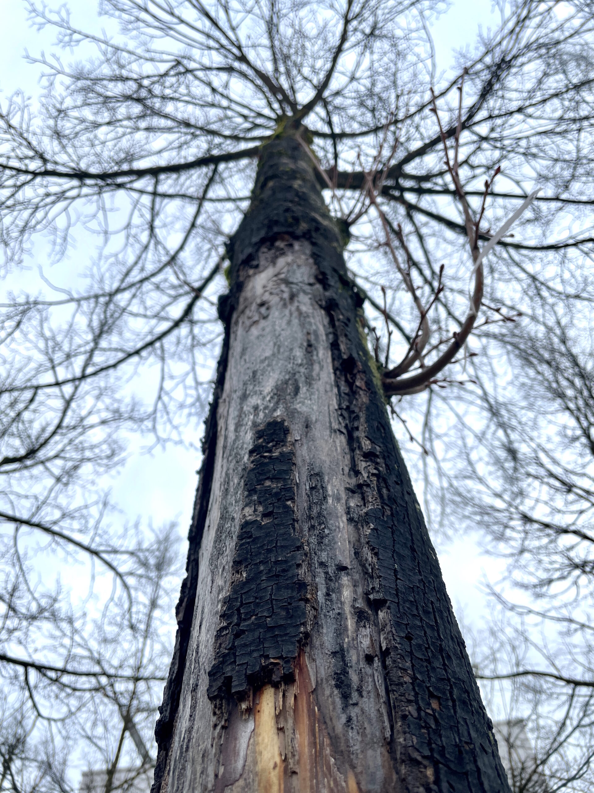 Bild 8 Geschädigte junge Linde