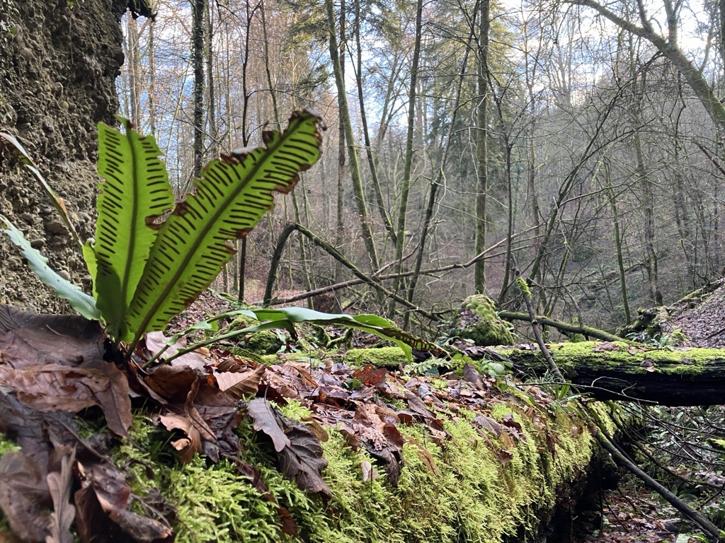 Farn auf Totholz 2