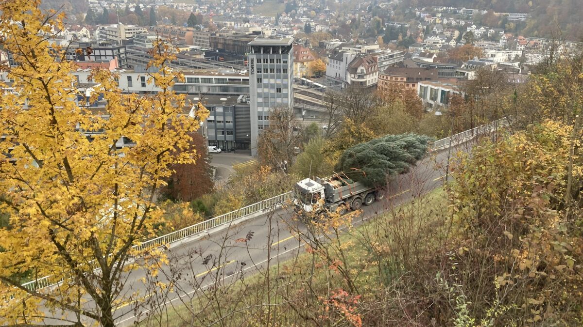 Transport Weihnachtsbaum