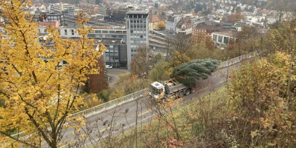 Transport Weihnachtsbaum