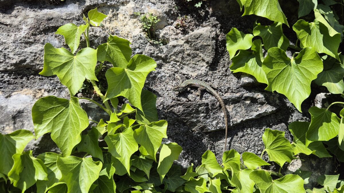 Mauereidechse Schilling