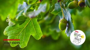 Von Bäumen und Biodiversität