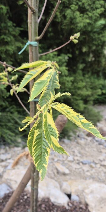 20250527 132420gerade