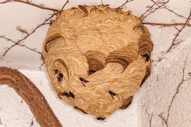 VV Primaernest 1 Reiner Jahn