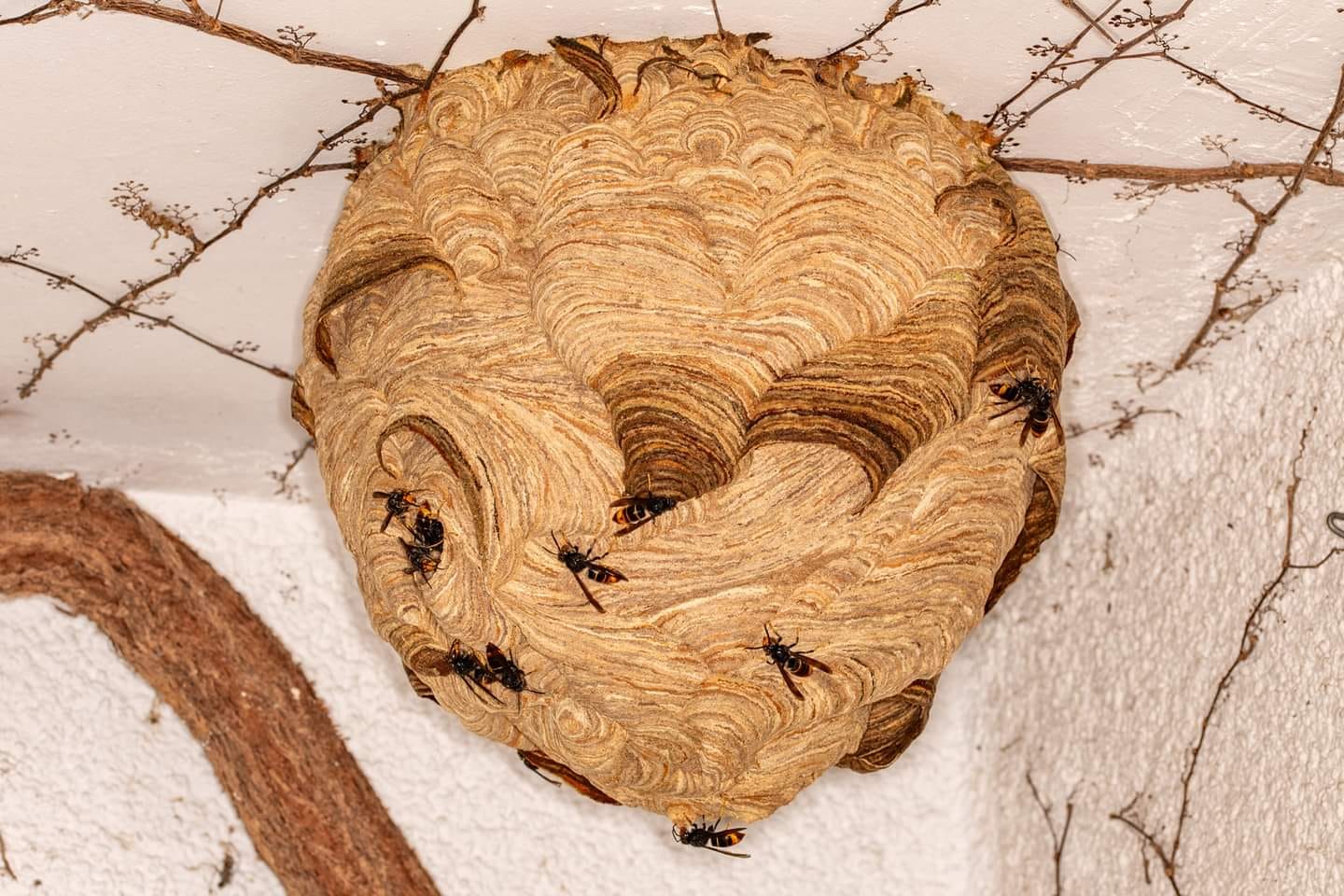 VV Primaernest 1 Reiner Jahn