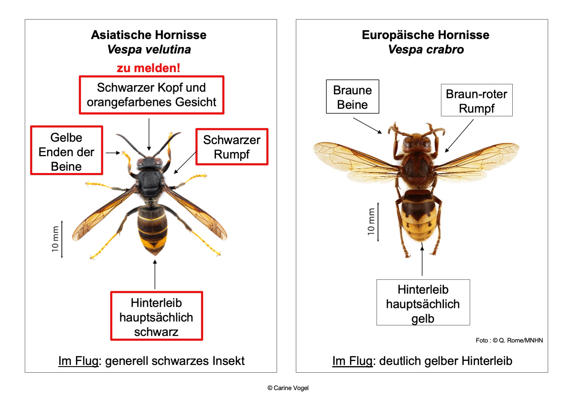 asian vs european hornet de