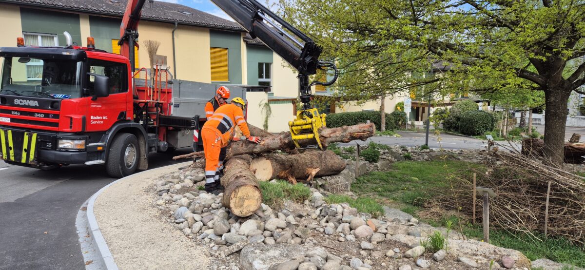 Schellenacker_Holz