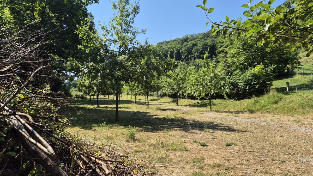 Obstgarten