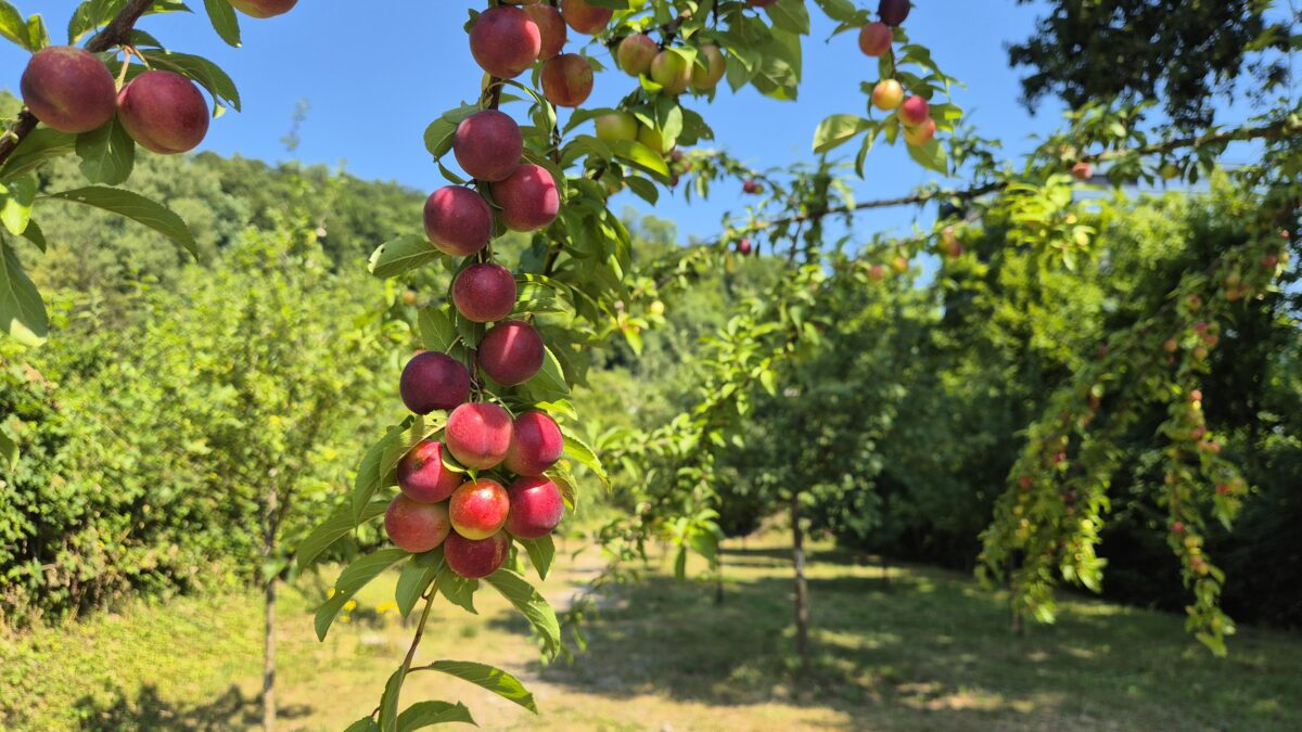 Obstgarten Martinsberg