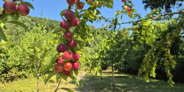 Obstgarten Martinsberg
