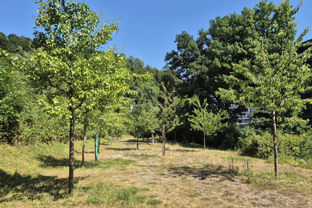 Obstgarten
