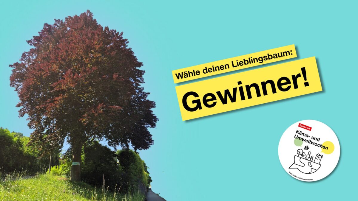 Lieblingsbaum Blog