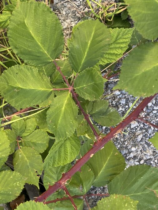 Brombeeren