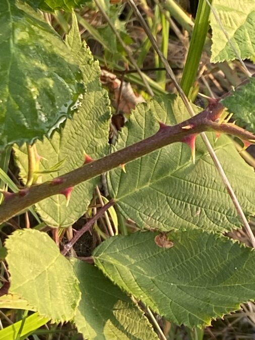 Brombeeren