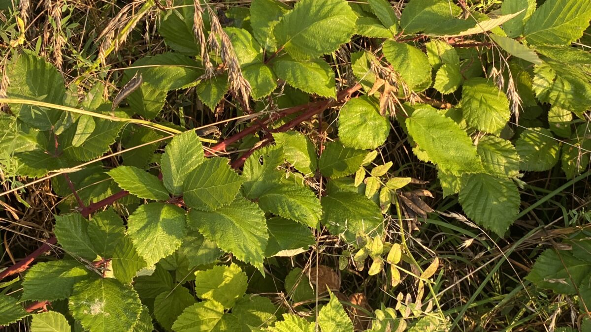 Armenische Brombeeren