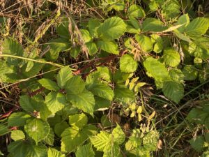 Armenische Brombeeren