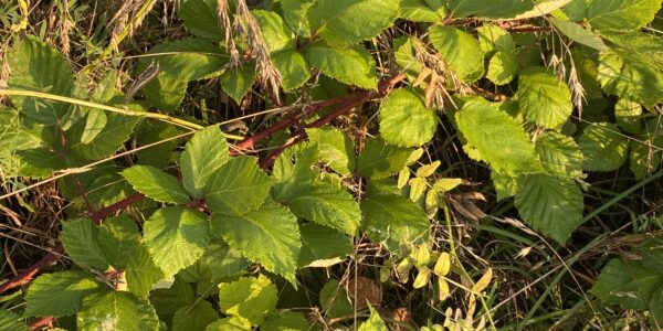 Armenische Brombeeren