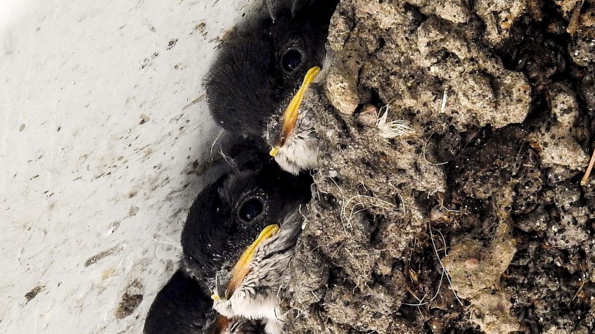 Kathy Buescher Pixabay house martin 2926536 1920 cut2