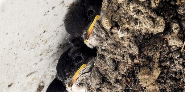 Kathy Buescher Pixabay house martin 2926536 1920 cut2