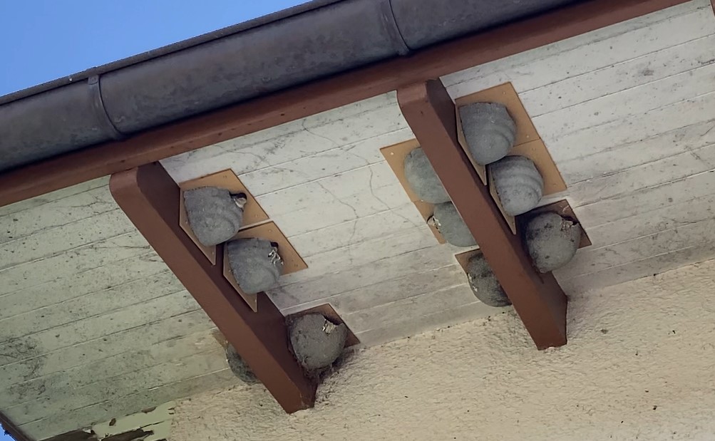 Mehlschwalbennester Kappelerhof 2025