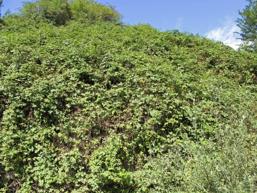 rubus armeniacus ej 40 large