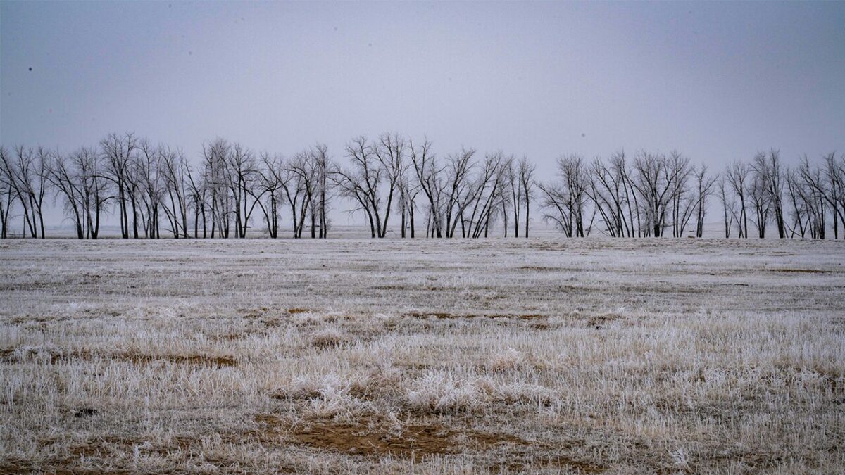 titelbild winterneoph