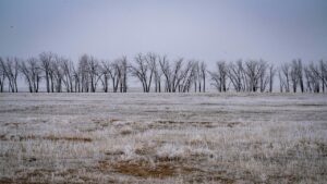 titelbild winterneoph