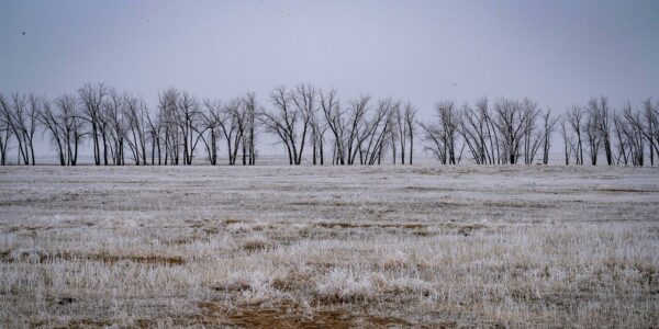 titelbild winterneoph