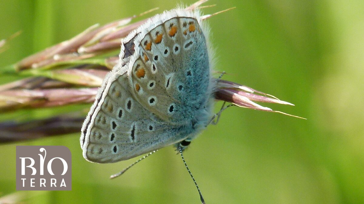 bioterra schmetterling kurs
