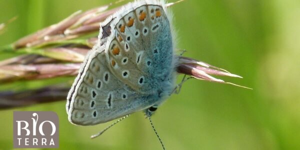 Bioterra: Die wunderbare Welt der Schmetterlinge