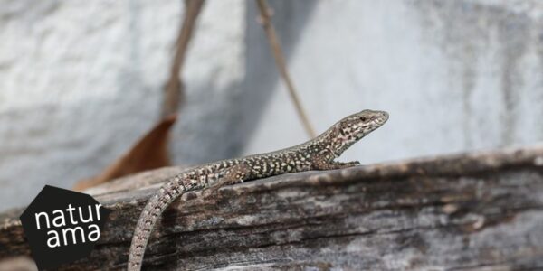 Naturama: Artenkenntniskurs Reptilien - Grundkurs mehrtägig