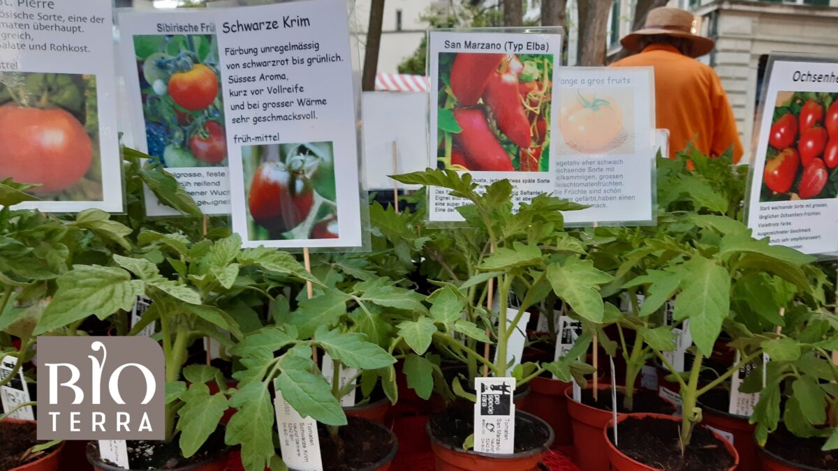 tomatenmarkt flyer