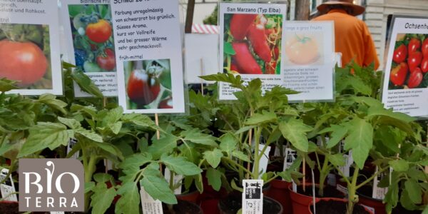 Bioterra: Tomatenmarkt
