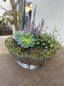 IMG 8698 (von Brigitte Schmon) 0