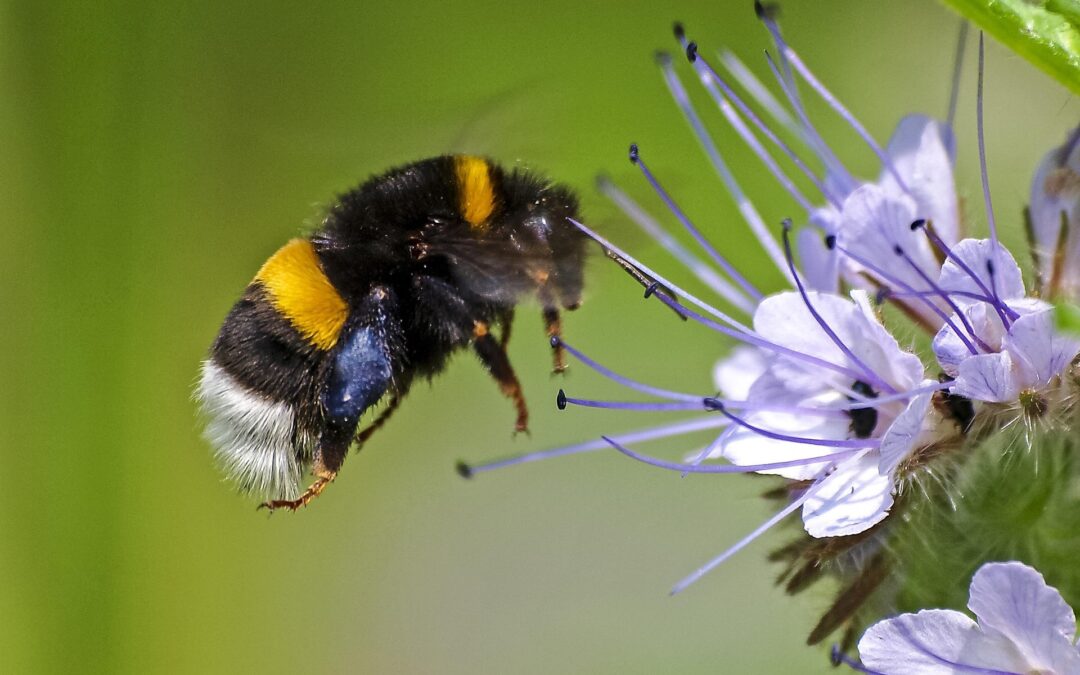 kathy buscher bumblebee 2392223 1920 cut