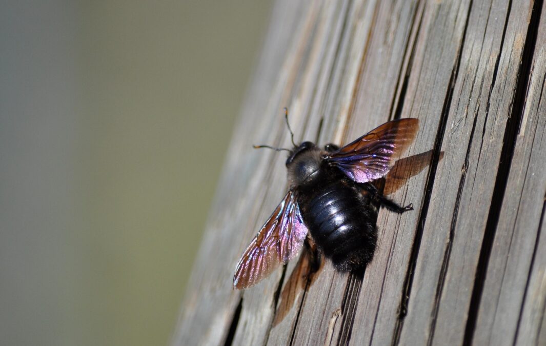 naturepic carpenter bee 5059892 1920 cut