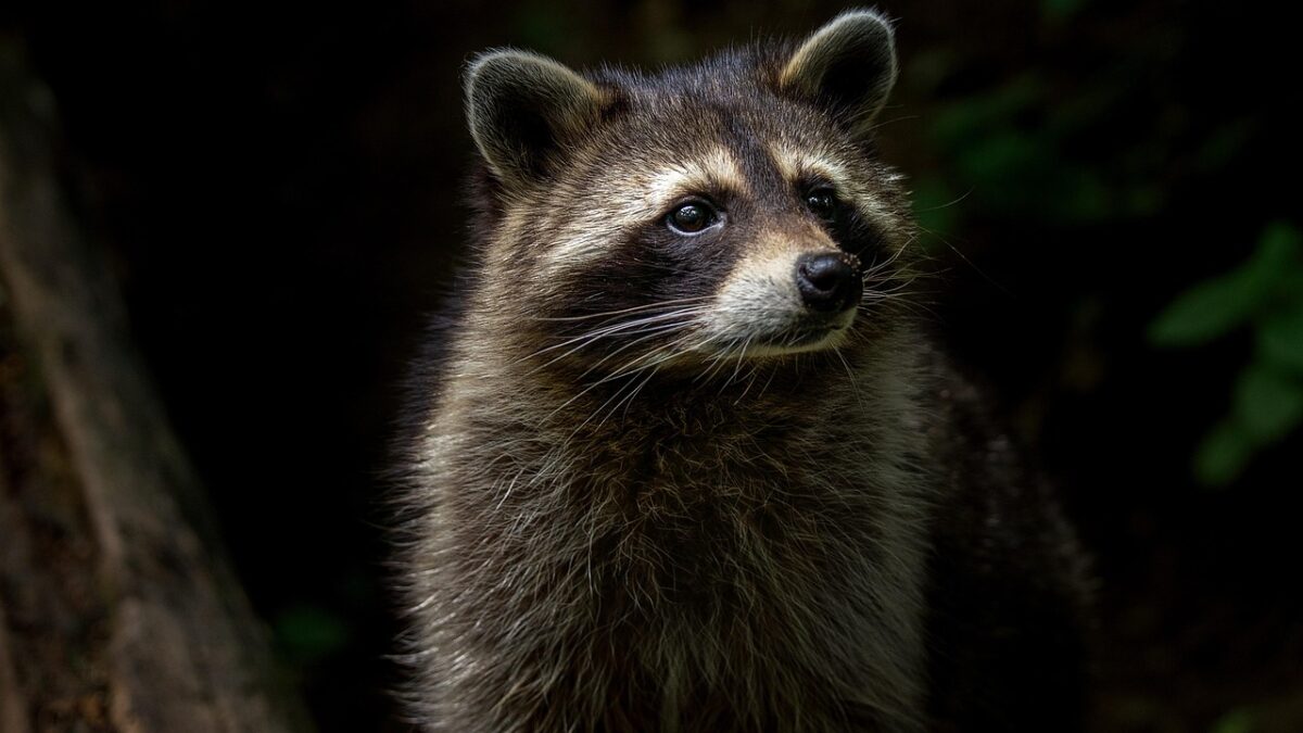 4924546 raccoon 4377383 1280