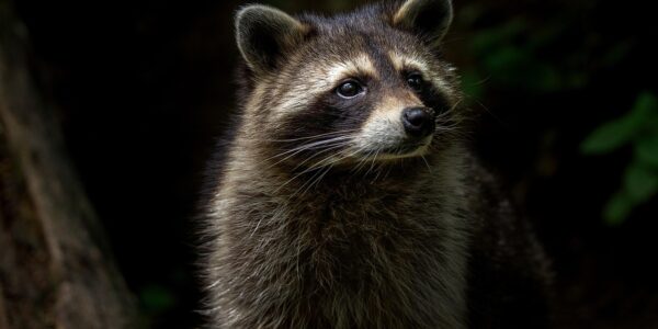 4924546 raccoon 4377383 1280