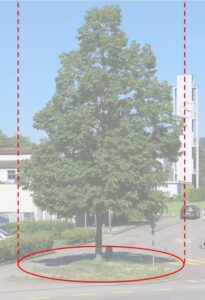 Projizierte Kronenfläche eines bestehenden Baumes