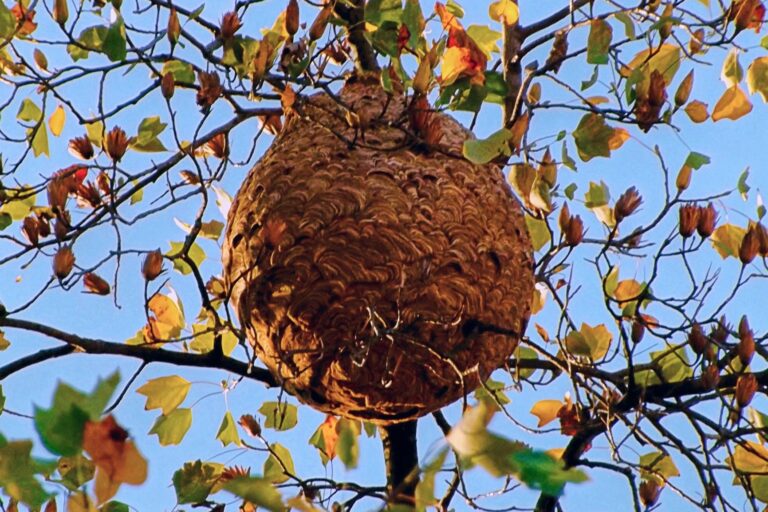 Vespa velutina nigrithorax Biologie3 Copyright Paula Jorge 3