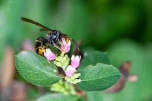 christels hornet 9772694